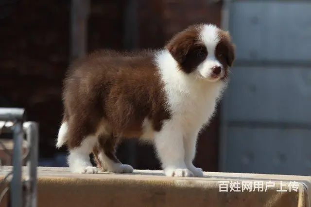 纯种边牧幼犬 七白三通双血统 边境牧羊犬幼犬 - 图片 2