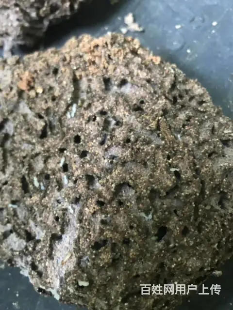 邵阳灭鼠，灭白蚁，灭蟑螂，灭老鼠杀虫 - 图片 2