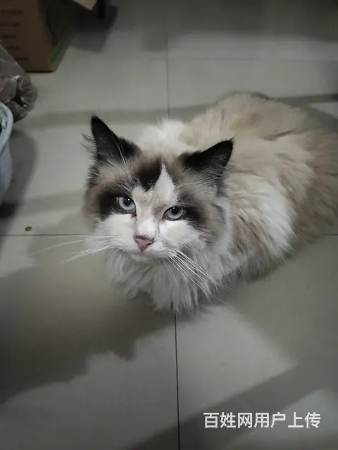 布偶公猫 - 图片 1