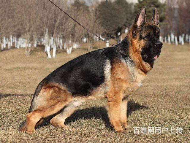 纯种锤系德牧幼犬 赛级德牧价格多少 北京德牧幼犬