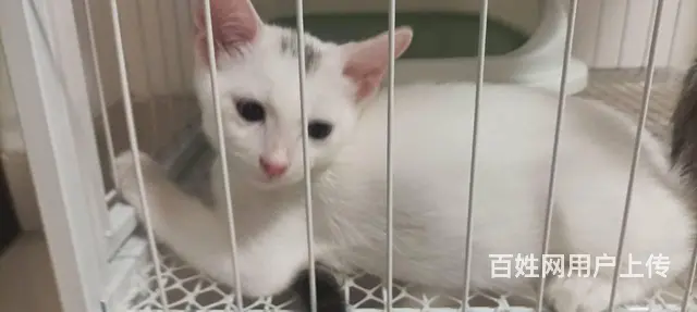 快来领养宠物猫咪 - 图片 2