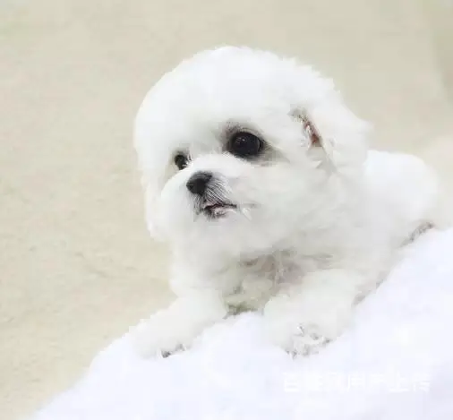 辽阳卖比熊的犬舍，犬舍比熊一般价位 - 图片 9