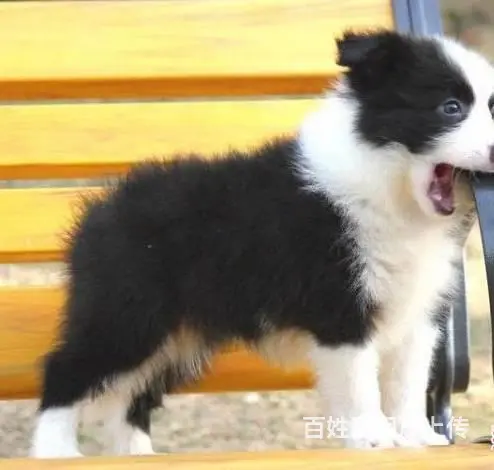 广州纯种边境牧羊犬价格 狗舍直销 包纯种健康签协议 - 图片 10