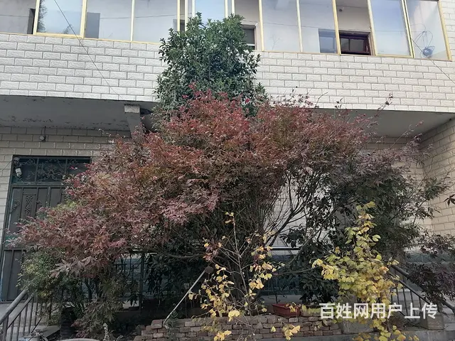 出售自家院子种多年的看石榴树 - 图片 1