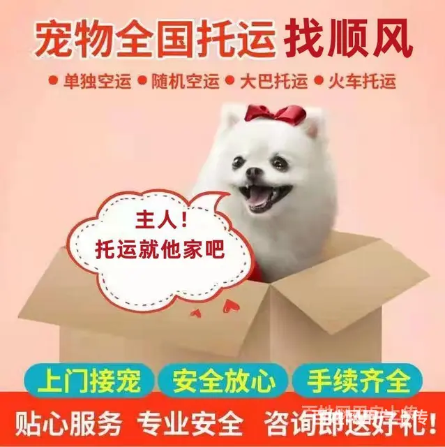 洛阳嵩县宠物托运（猫狗）活体邮寄快递（2022宠物运输 ）今 - 图片 2