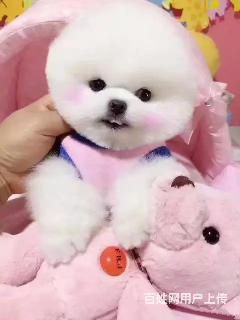 纯种赛级博美幼犬、包健康现场检测、不纯全额退款 - 图片 2