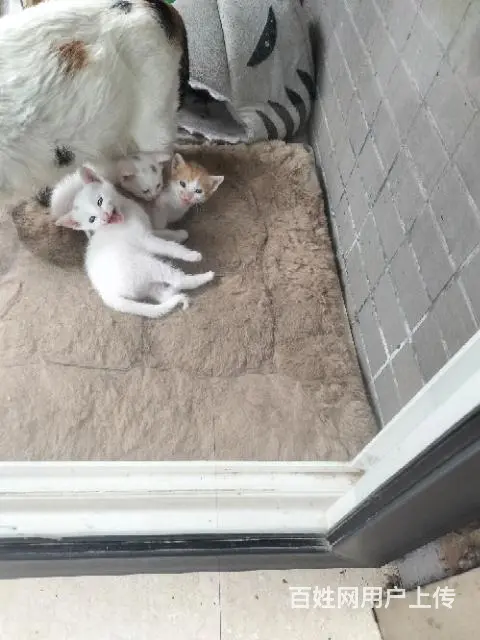 【搞定了！】小猫两只，白色免费领养的图片