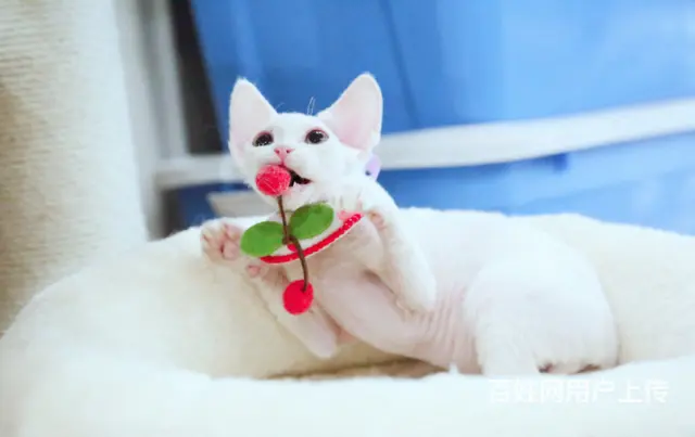 德文卷毛猫为什么贵 多少钱一只 德文的优缺点 - 图片 1