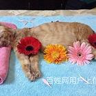 海口宠物殡仪馆电话,海口动物无害化处理中心