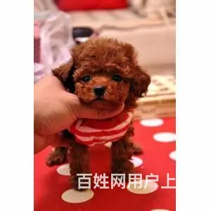茶杯犬极品泰迪 茶杯玩具迷你等体型 颜色多选包健康 - 图片 4