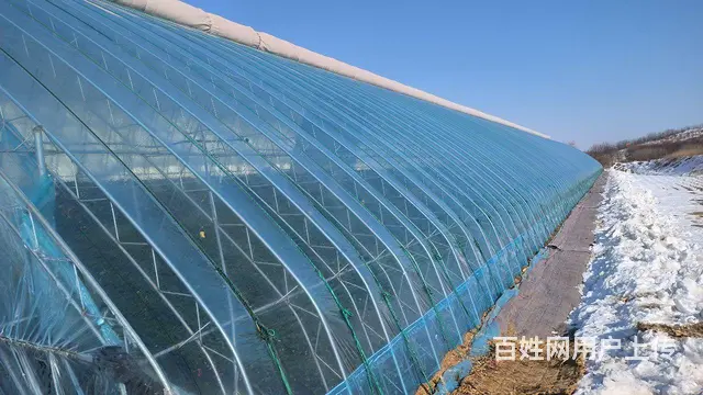 出售新盖草莓大棚 - 图片 2