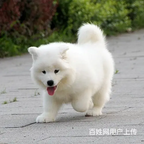 泰安哪里有出售萨摩耶幼犬宝宝 定时做疫苗和驱虫 公 - 图片 1