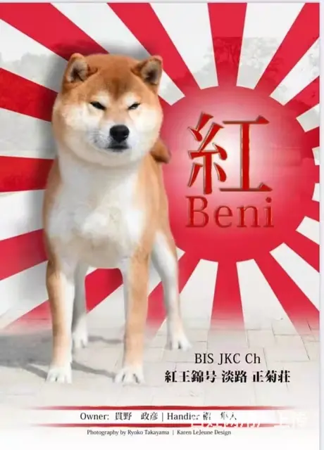 赤峰哪里买正规纯种柴犬幼犬活泼聪明健康《优莱柴犬犬舍》 - 图片 3