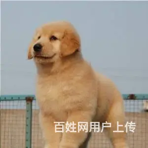 出售赛级大头金毛犬 纯正血统金毛幼犬 - 图片 4
