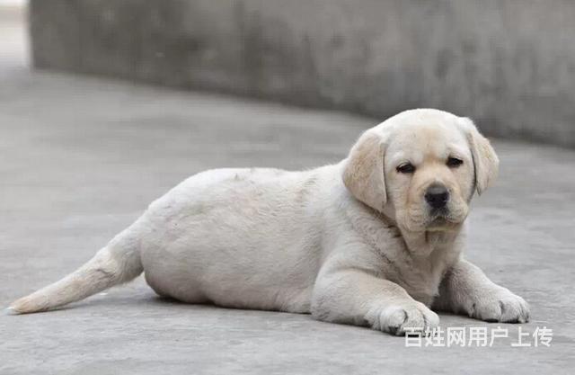 纯种的拉布拉多导盲犬是可爱迷人的 短毛头版大