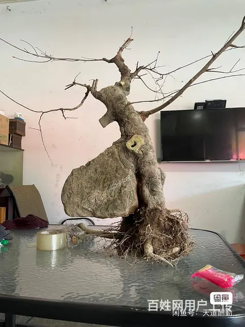 金豆盆景转让榆树盆景转让 - 图片 6