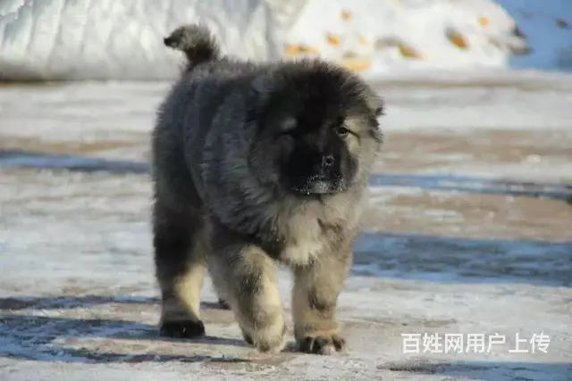 纯种熊版高加索.高大威猛.力量象征 - 图片 4