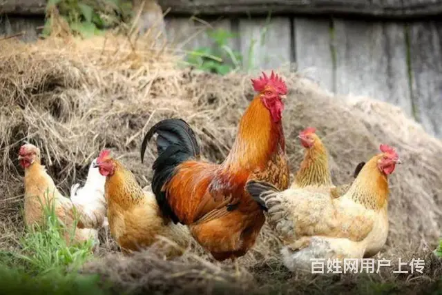 宏鸿食材配送-土鸡 - 图片 2