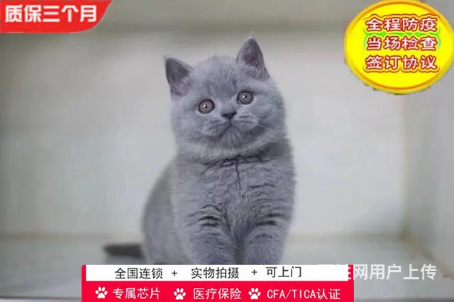 哪里有英短蓝猫卖的 蓝猫怎么养 英短蓝猫多少钱 - 图片 1