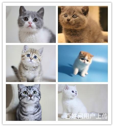 株洲哪里买蓝猫纯血统◆蓝猫多少钱一只的图片