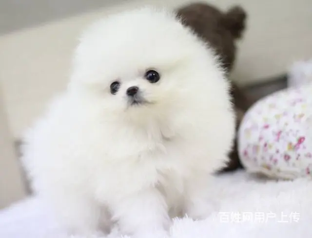 纯种 哈多利 球体博美 保健康 保质量 - 图片 3