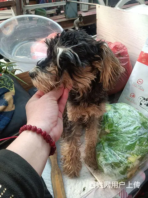【搞定了！】出售五个半月的雪纳瑞公， - 图片 2