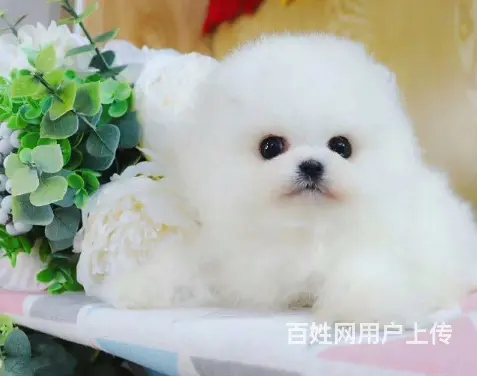 纯种博美 品相好，质量保证，价格合理又便宜，欢迎前 - 图片 4