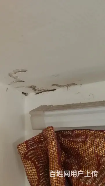 旌阳判断家里有无白蚁的方法白蚁防治黑色的蚂蚁是白蚁 - 图片 1