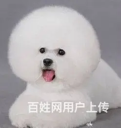 纯种比熊幼犬出售 驱虫疫苗已做好 全国送货上门 - 图片 11