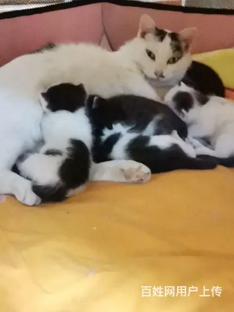 免费送小猫一个月大黑猫警长 - 图片