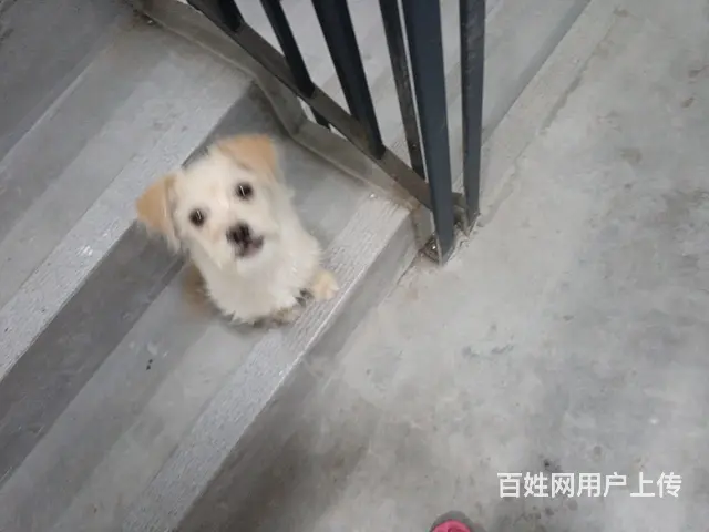 希望爱狗之人收养 - 图片 2
