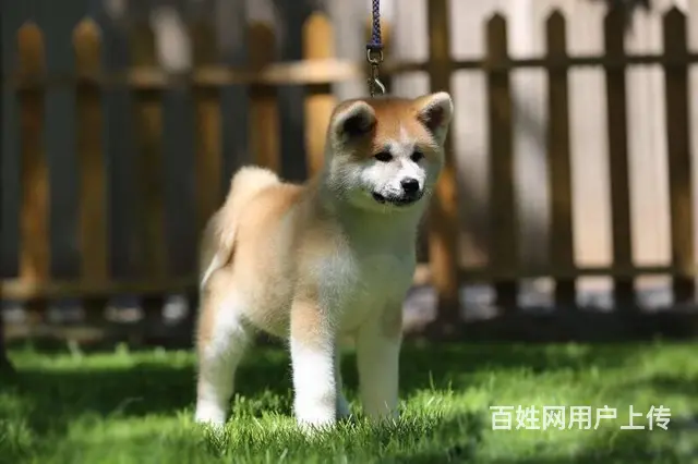 纯种秋田幼犬、 血统正宗、品相好秋田犬、 疫苗 - 图片 1