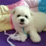 汉中去哪里买比熊靠谱一点 买比熊的靠谱途径