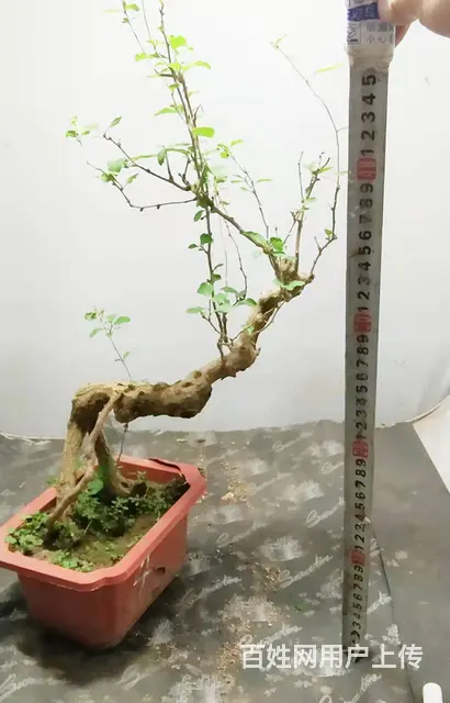 淘宝网盛世鑫毅植物园盆景总裁盆景指导老师杨世毅先生 - 图片 6