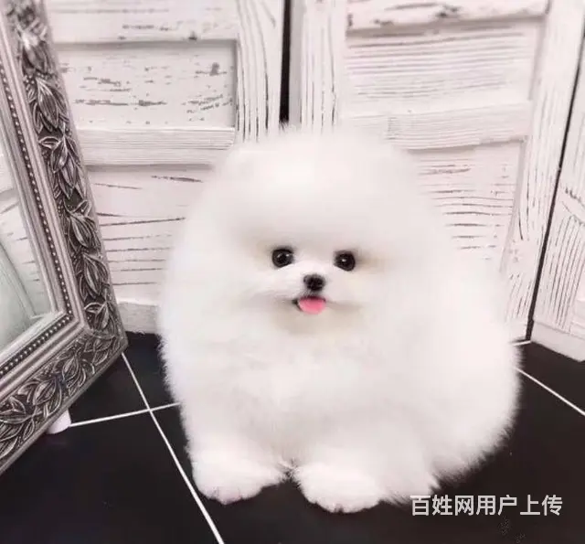 纯种哈多利博美犬 纯种球体白色博美幼犬供您选 - 图片 2