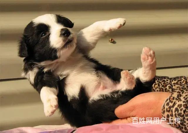 出售纯种边牧幼犬 边牧价格  边牧图片 - 图片 6