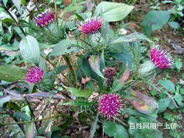 湖北百草堂苍术种植创业致富，利润大前景开阔创富无忧 - 图片 1