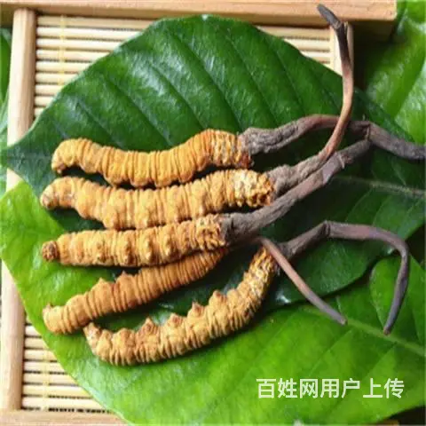 增城回收冬虫夏草-一盒虫草价格多少钱 - 图片 1