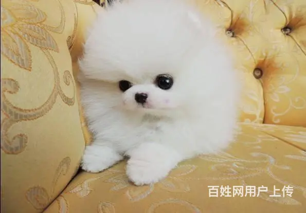 北京哈多利系博美犬 纯种茶杯俊介博美出售 - 图片 6
