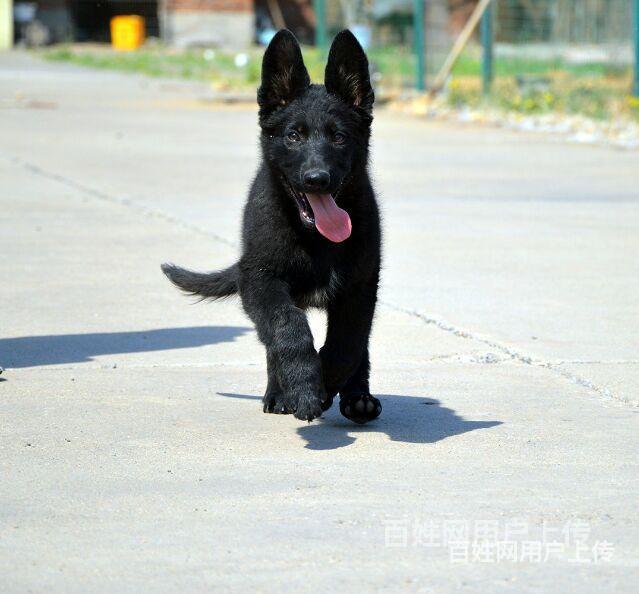 高動力血統東德牧羊犬幼犬多少錢一隻純黑色東德牧羊犬圖片