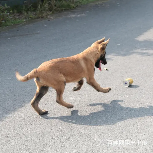 吕梁好的马犬哪里有卖，好的马犬如何挑选 - 图片 11