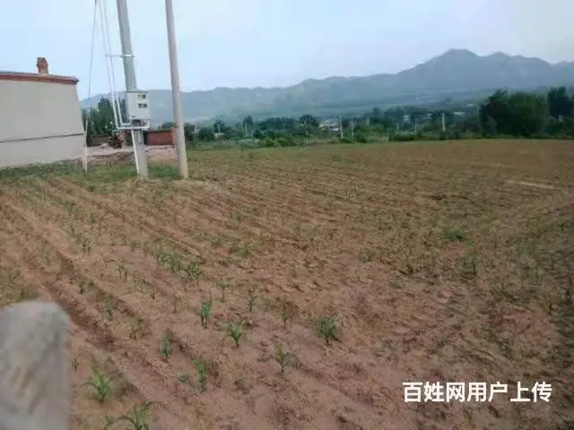 低价出售！急急急！房屋土地5.5亩，枣树梨树 - 图片 2