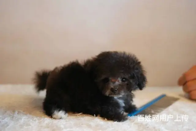 小体泰迪熊 包纯种保健康 送货上门 - 图片 9