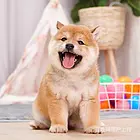 [货到付款犬舍]枣庄有现货秋田吗 秋田多少钱