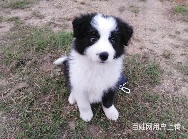 辽阳卖边牧的狗场，小边牧多少钱一只 - 图片 11