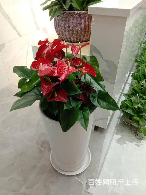 开业花篮鲜花绿植出租租赁绿萝发财树金钱树出租蝴蝶兰 - 图片 9