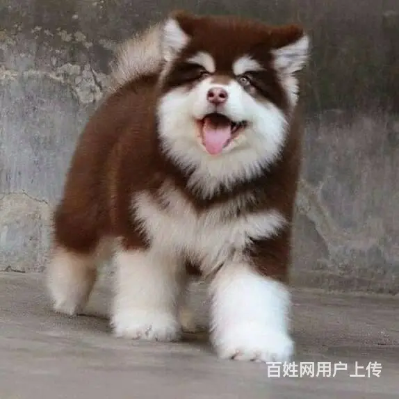 宿州出售纯种大骨架巨型阿拉斯加犬 阿拉斯加犬图片 - 图片 3