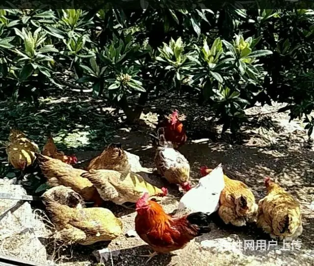 老哥山林果园散养原种土鸡蛋和老母鸡出售 - 图片 2
