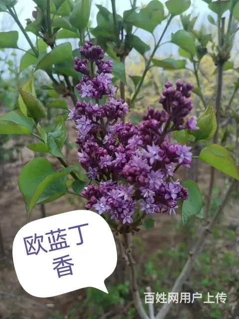 抚顺顺城乔木苗推荐货源 - 图片 3