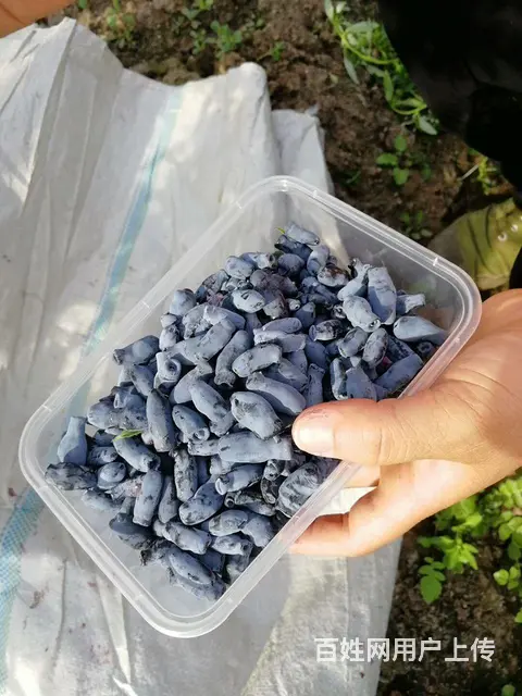 大量出售各种造林树苗 - 图片 11